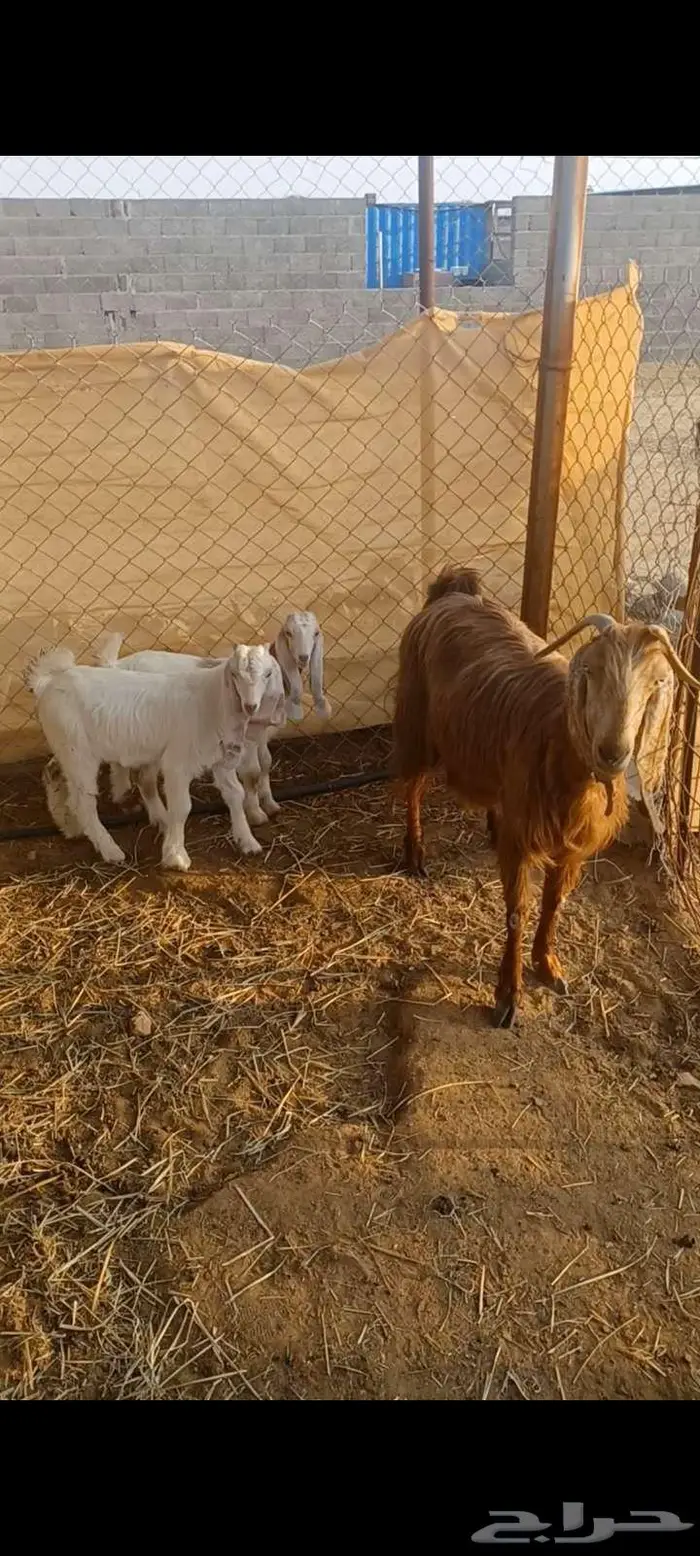 عنز طيبه 2