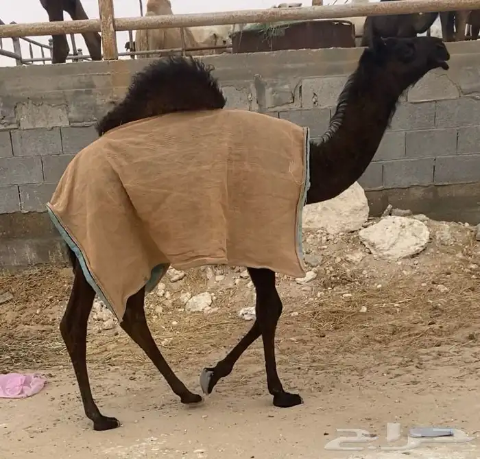 مجهم خلفه حدرها بكره كفو هديه حليب واجد 4