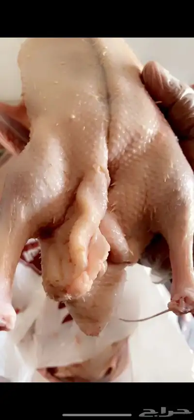 بط بكيني 3