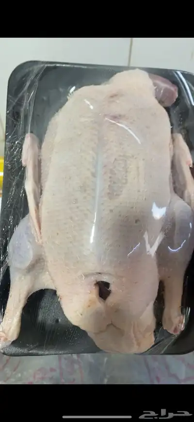 بط بكيني 4