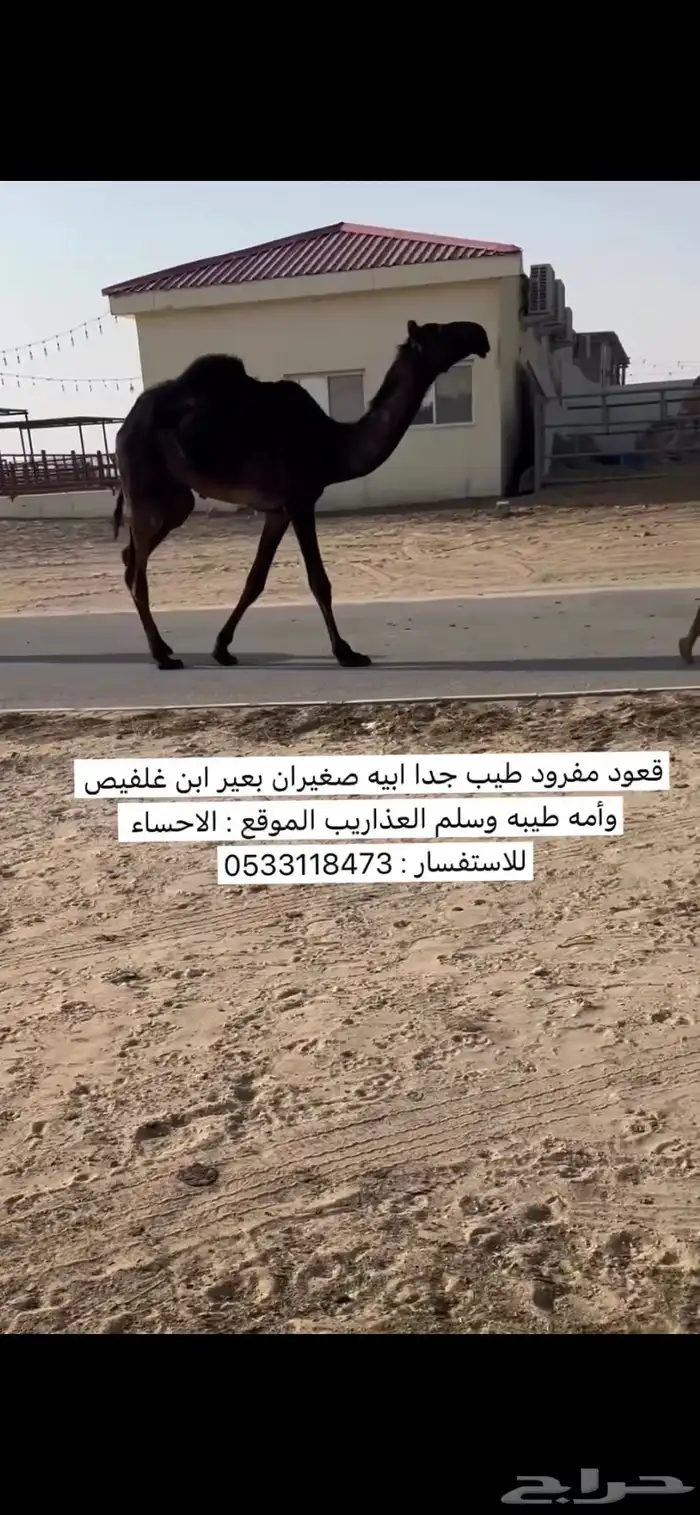مفرود طيب 0