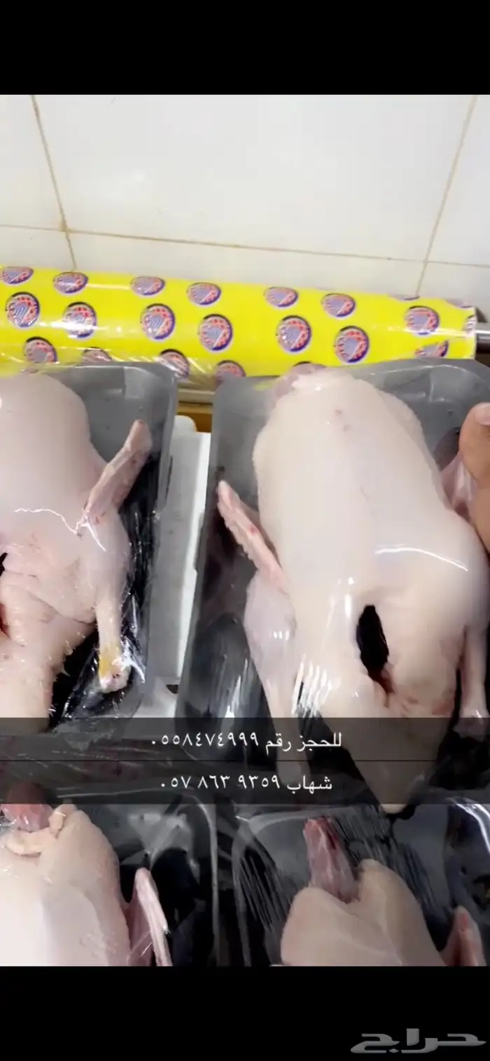 بط بكيني 2