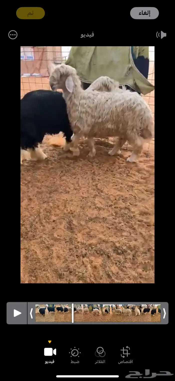 خروف عيسي للبيع 1