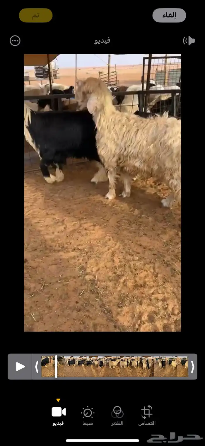 خروف عيسي للبيع 0