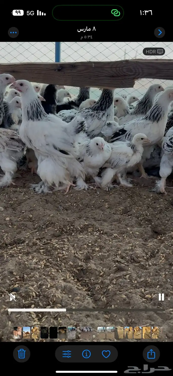 برهما كلمبي فواخر 3
