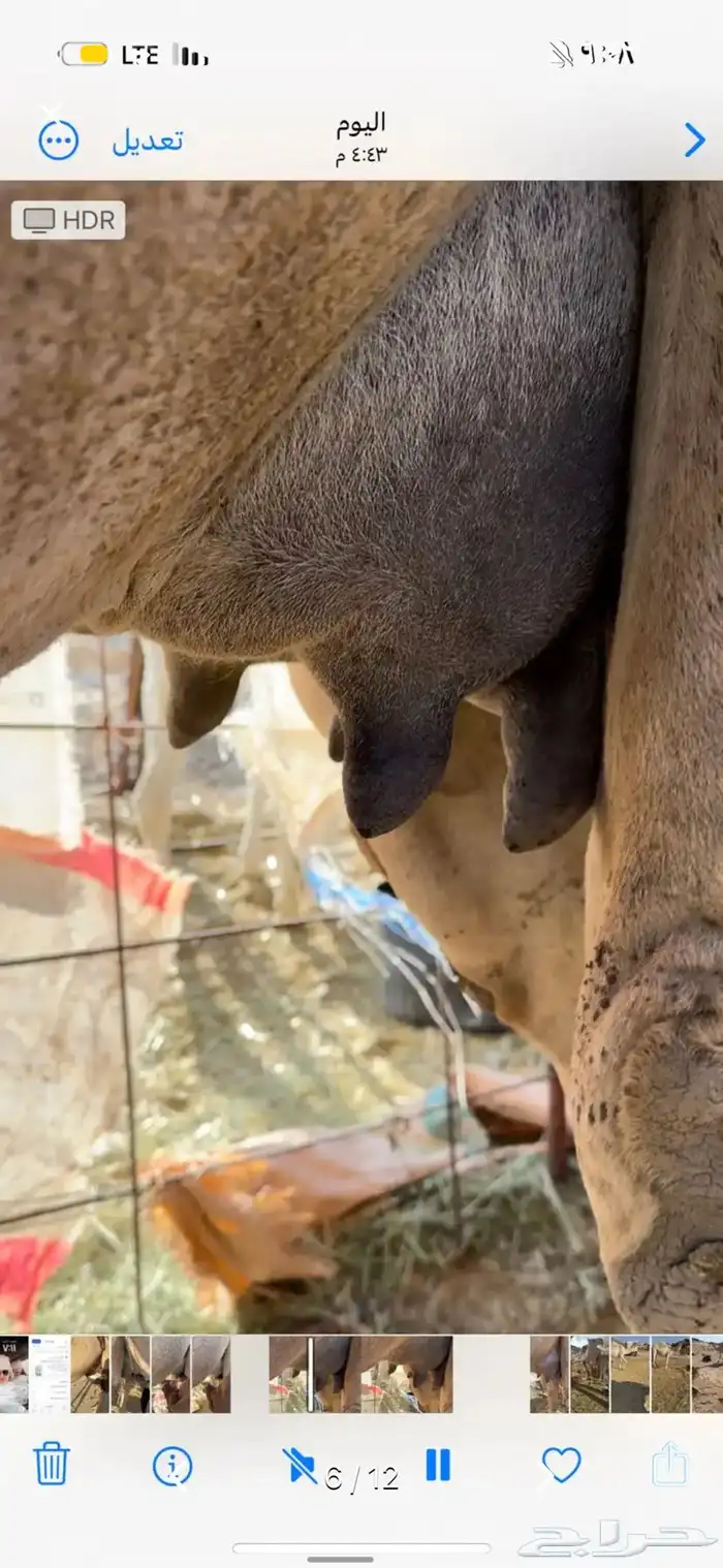خلفه بكر ثنيه حليب وهداوه وزين حليبها واجد وسكر 7