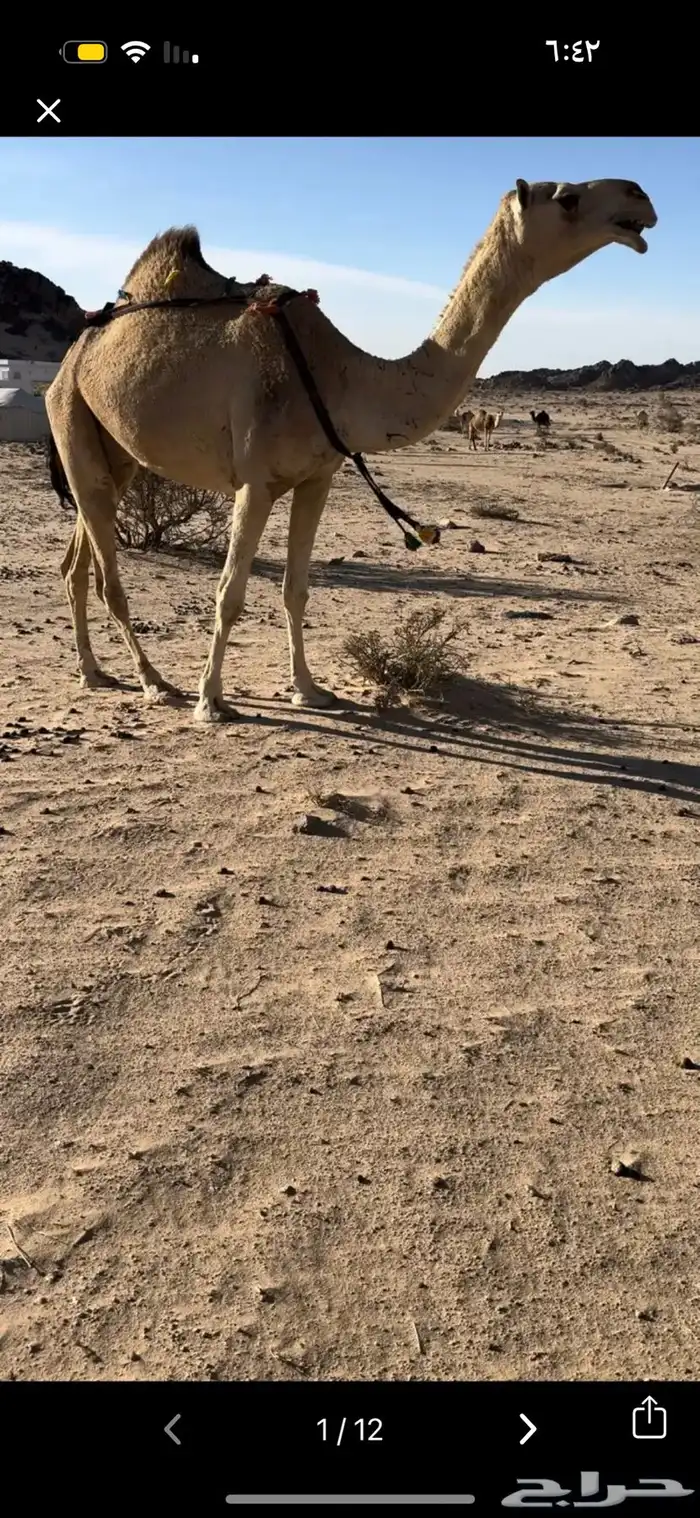 خلفه بكر ثنيه حليب وهداوه وزين حليبها واجد وسكر 1