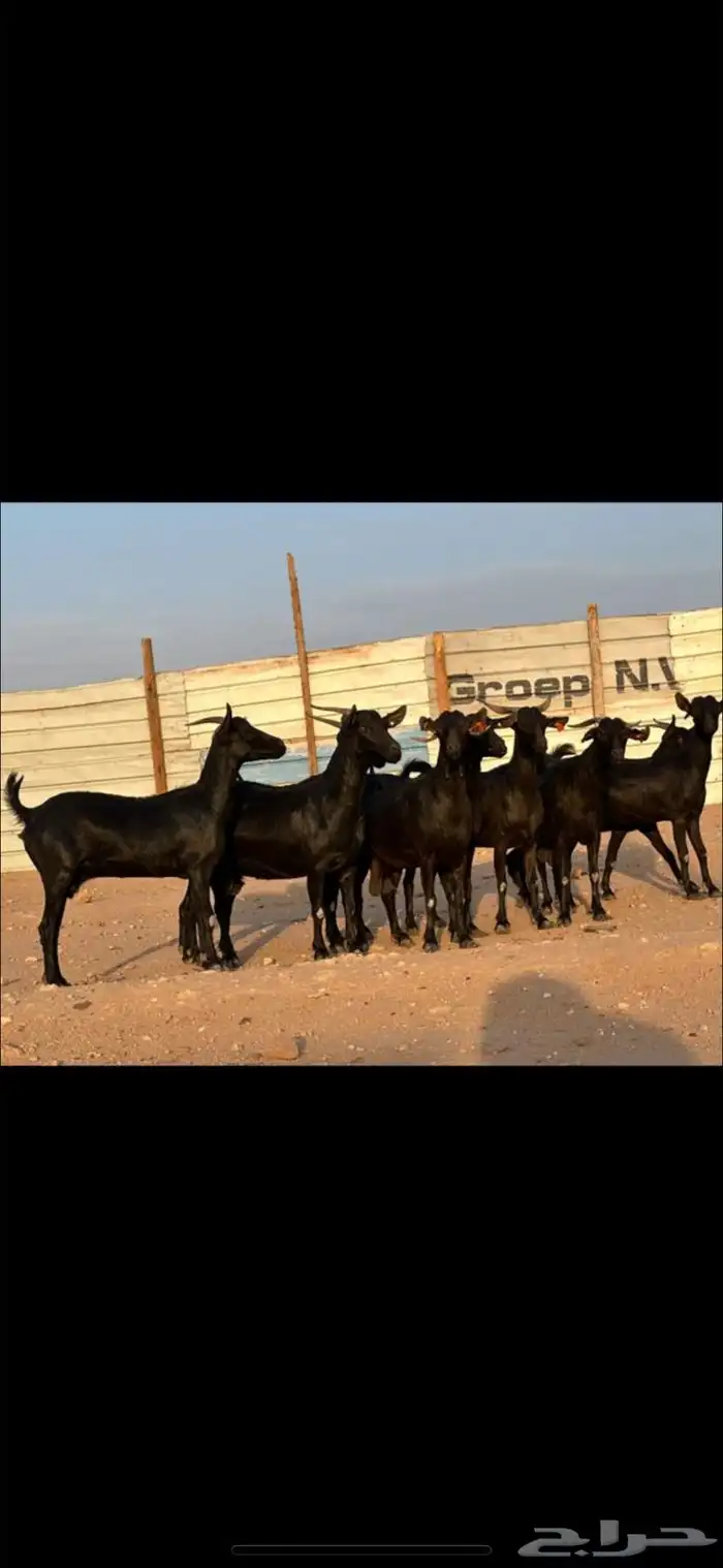 معزا جنوبيه 0