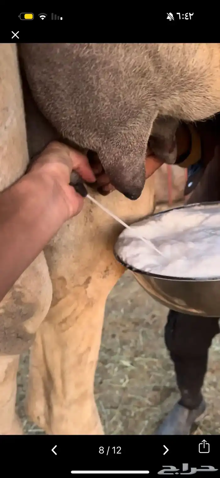 خلفه بكر ثنيه حليب وهداوه وزين حليبها واجد وسكر 9