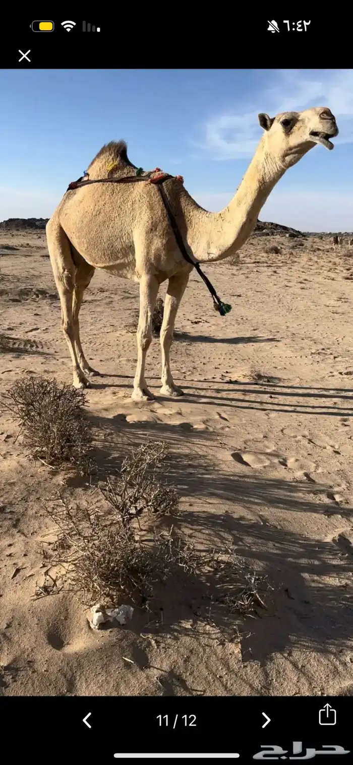 خلفه بكر ثنيه حليب وهداوه وزين حليبها واجد وسكر 5