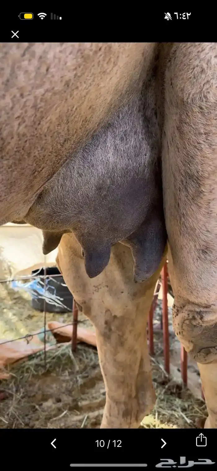 خلفه بكر ثنيه حليب وهداوه وزين حليبها واجد وسكر 0