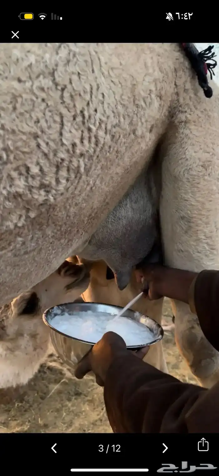 خلفه بكر ثنيه حليب وهداوه وزين حليبها واجد وسكر 10