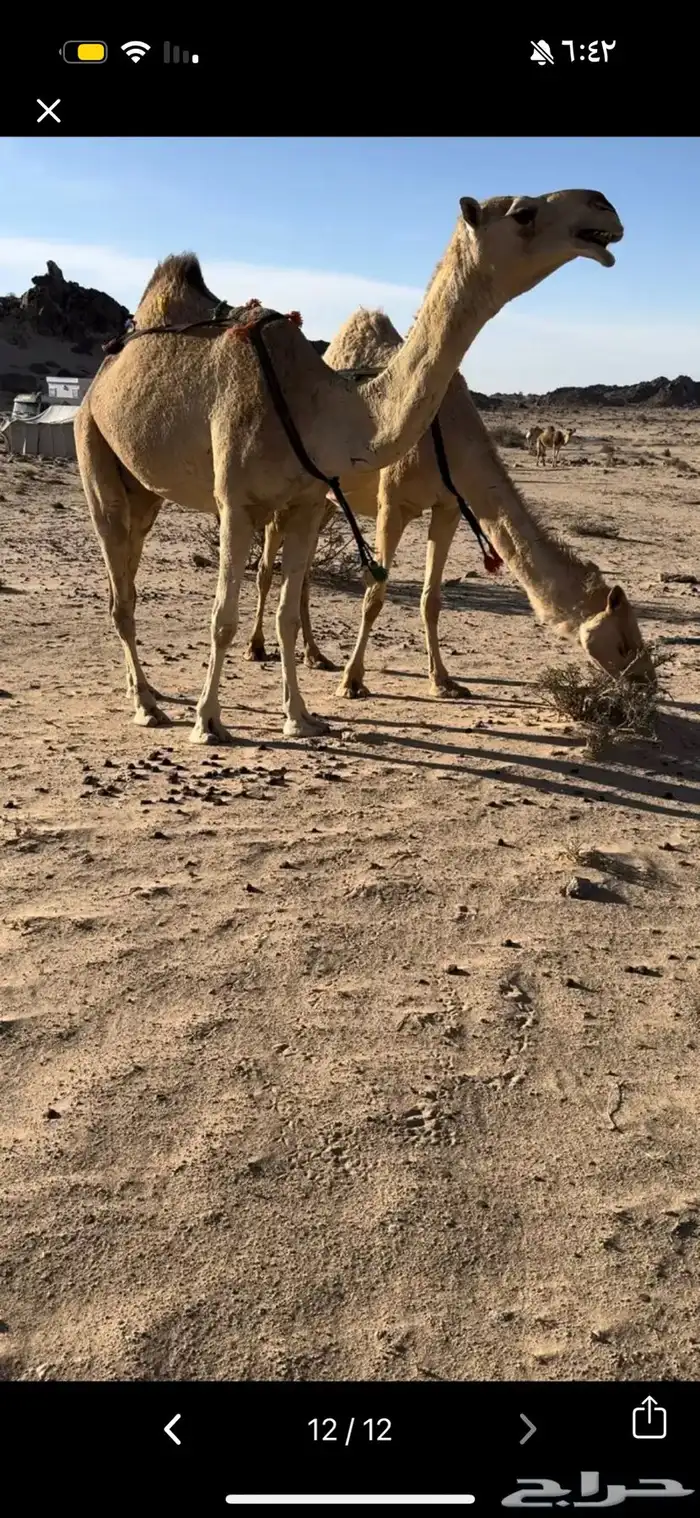 خلفه بكر ثنيه حليب وهداوه وزين حليبها واجد وسكر 2