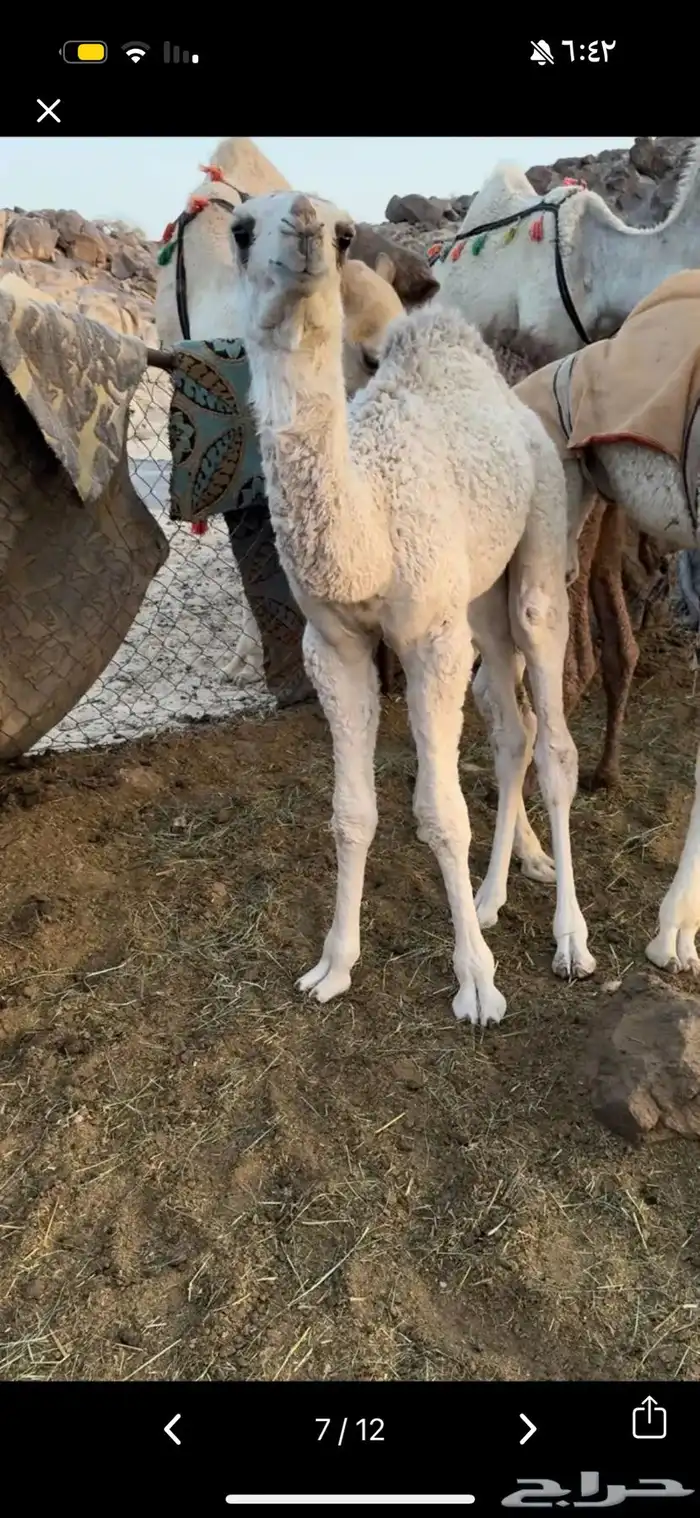 خلفه بكر ثنيه حليب وهداوه وزين حليبها واجد وسكر 8