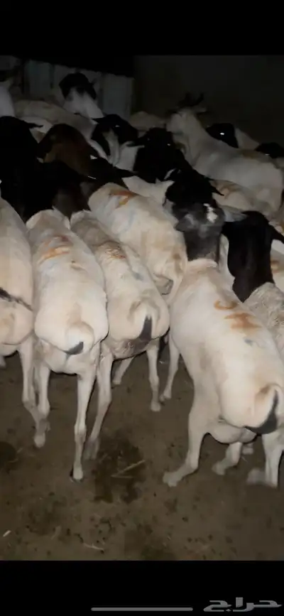 خرفان وتيوس ذبايح مربيه سمينه فل الفل 0