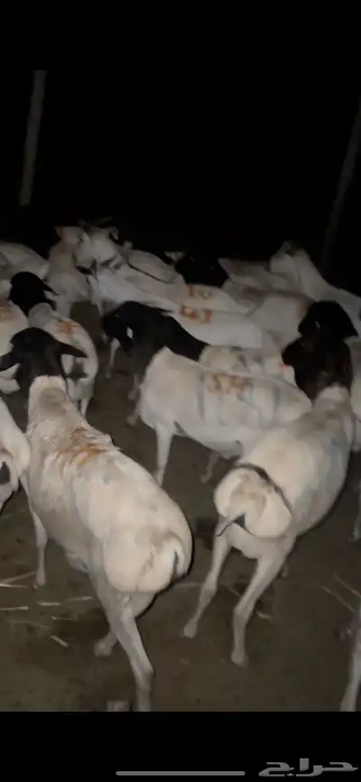 خرفان وتيوس ذبايح مربيه سمينه فل الفل 3