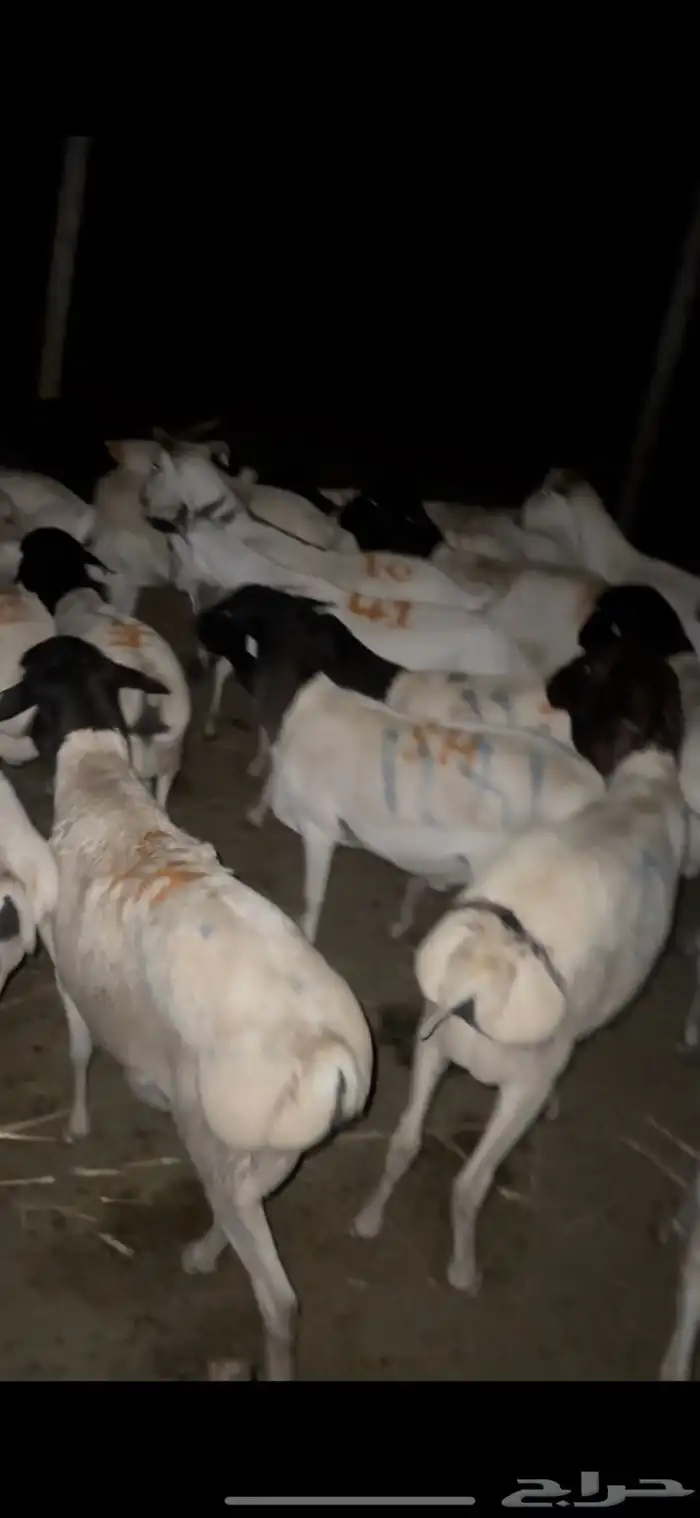 خرفان وتيوس ذبايح مربيه سمينه فل الفل 3