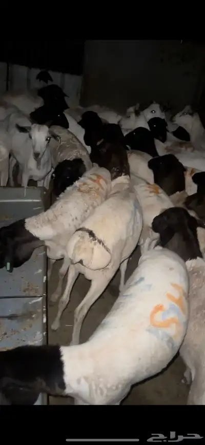 خرفان وتيوس ذبايح مربيه سمينه فل الفل 2