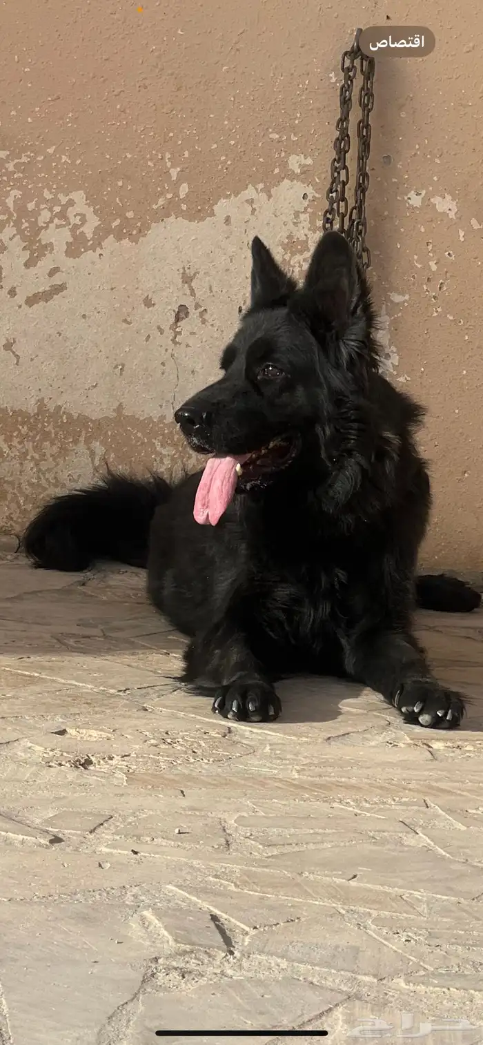 فندقه وتدريب للكلاب 11