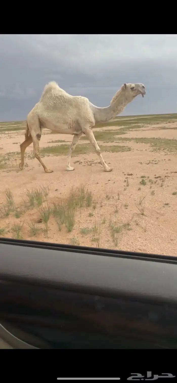 بكر مبيوع ولدها وعلى جميع الشروط 0