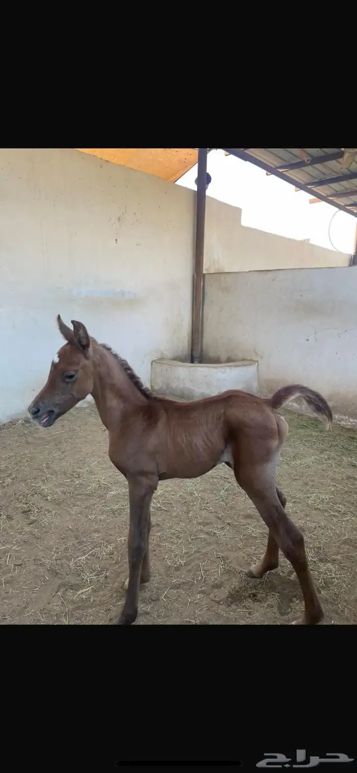 حصان عربي - مصري للتشبيه لوجة الله لجميع الخيول 5