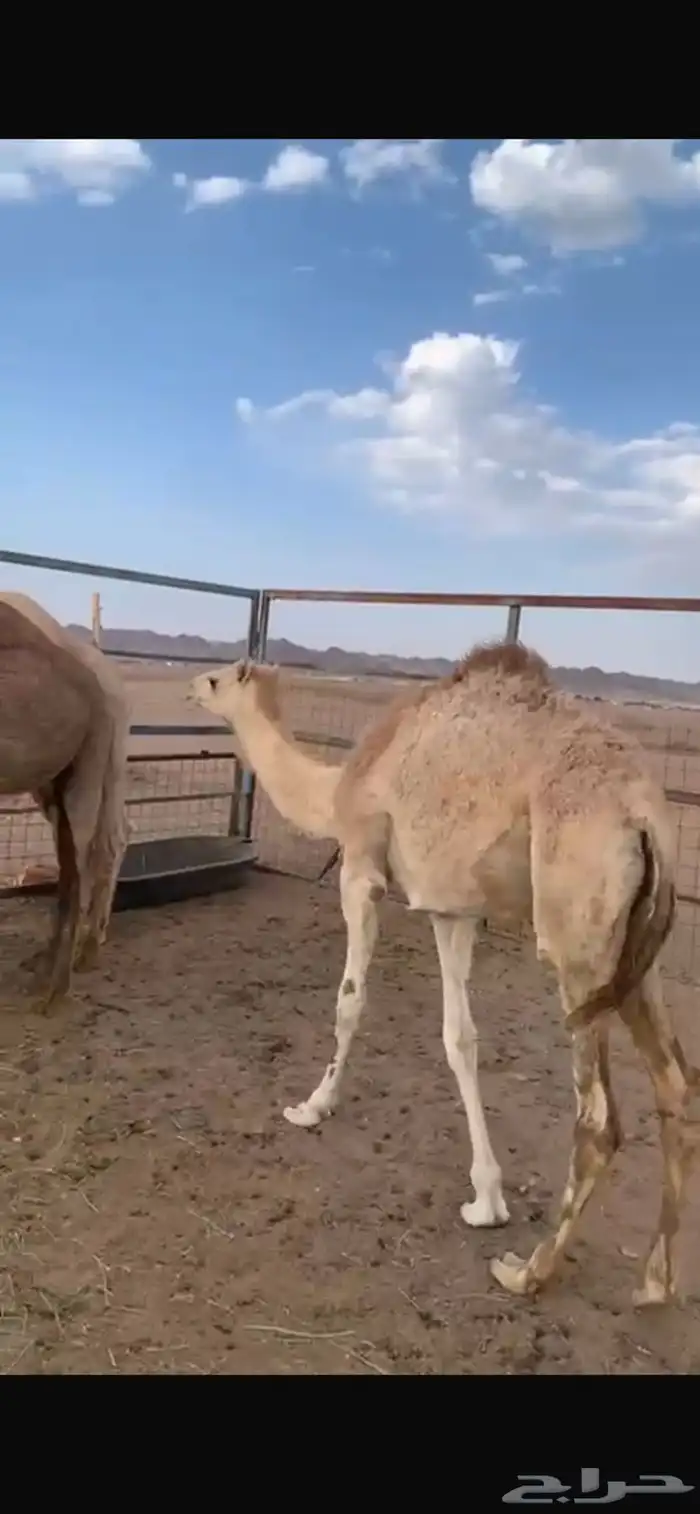 قعدان 0