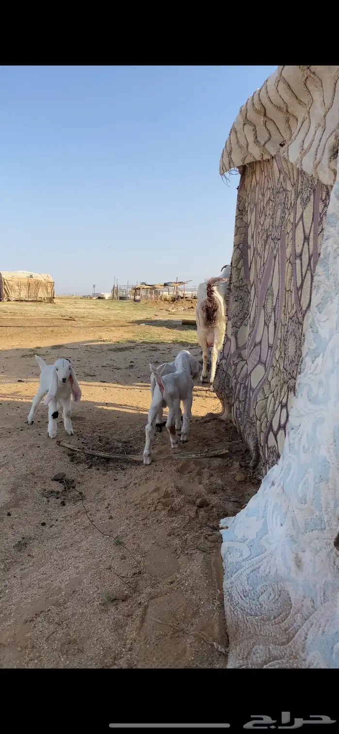 عنز هولنديه برصا تحتها 3 8