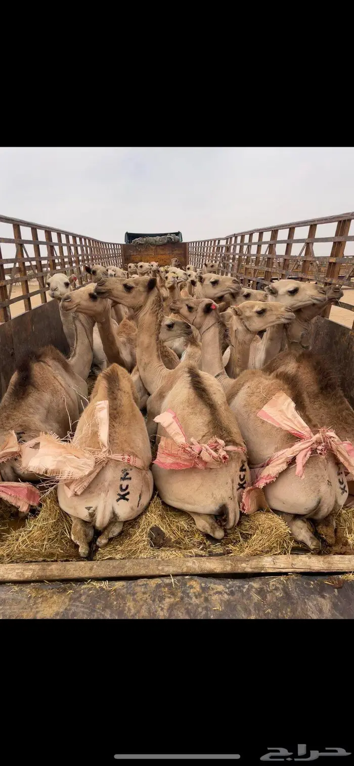 قعدان مستورده البيع باسعار مناسبه 0