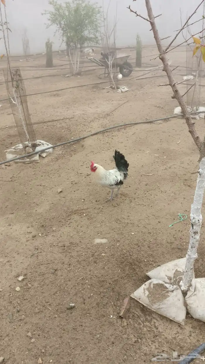 ديكه 1