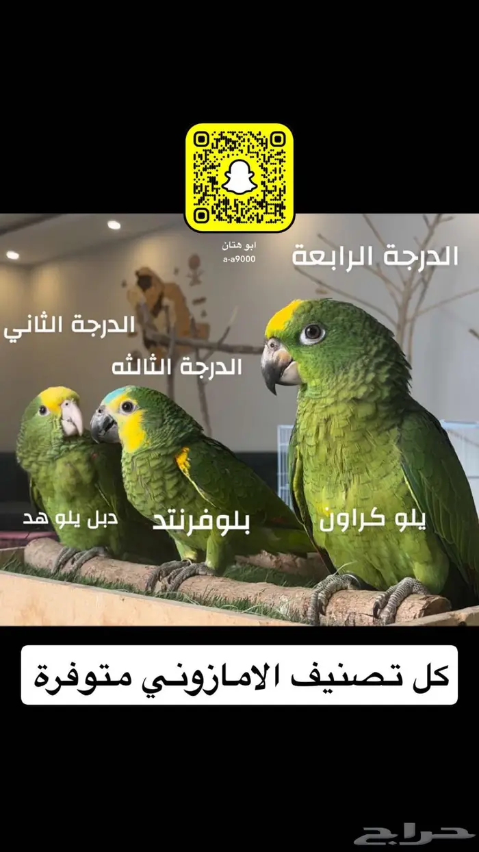 فروخ امازون بلوفرنتد 0