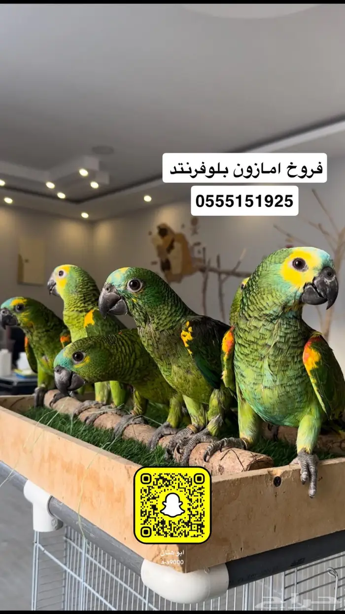 فروخ امازون بلوفرنتد 1