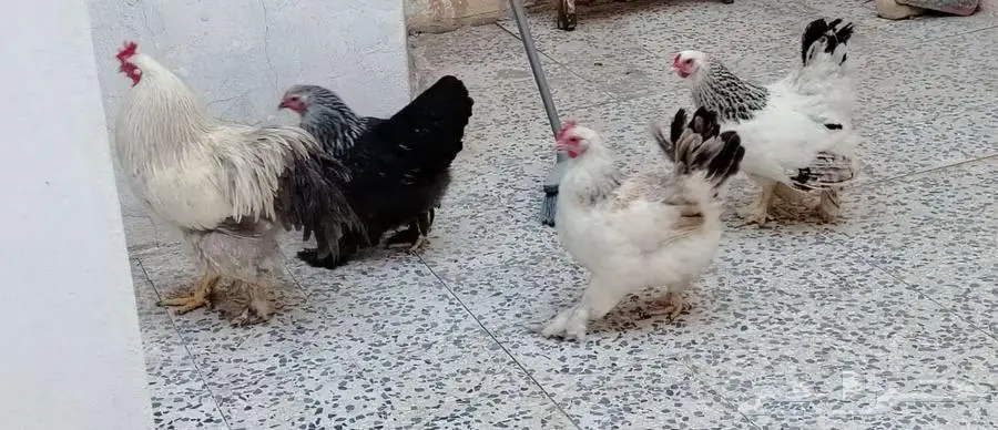 للبيع دجاج براهما (تم البيع الله يبارك للشاري) 0