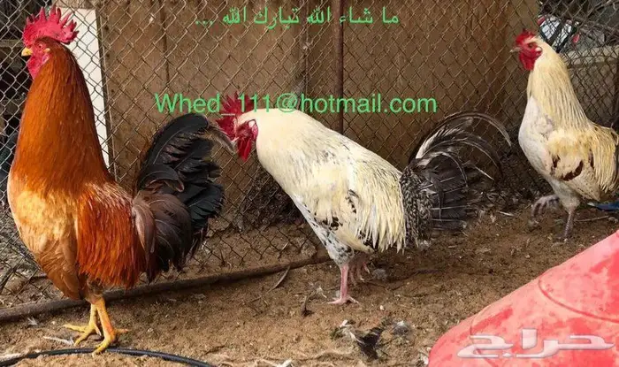 ديكة العمر فوق السنة عنيزة 0