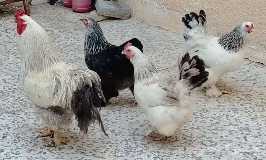 للبيع دجاج براهما (تم البيع الله يبارك للشاري) 1