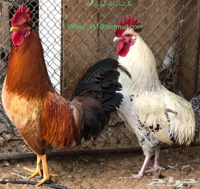 ديكة العمر فوق السنة عنيزة 1