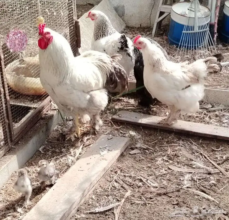 للبيع دجاج براهما (تم البيع الله يبارك للشاري) 2