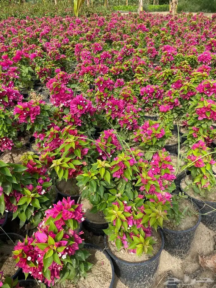 اشجار وشتلات زينة وظل 2