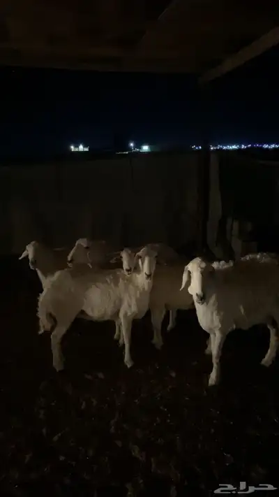 يوجد العدد 5 الموقع الصلصلة سنه سديس وربع 2