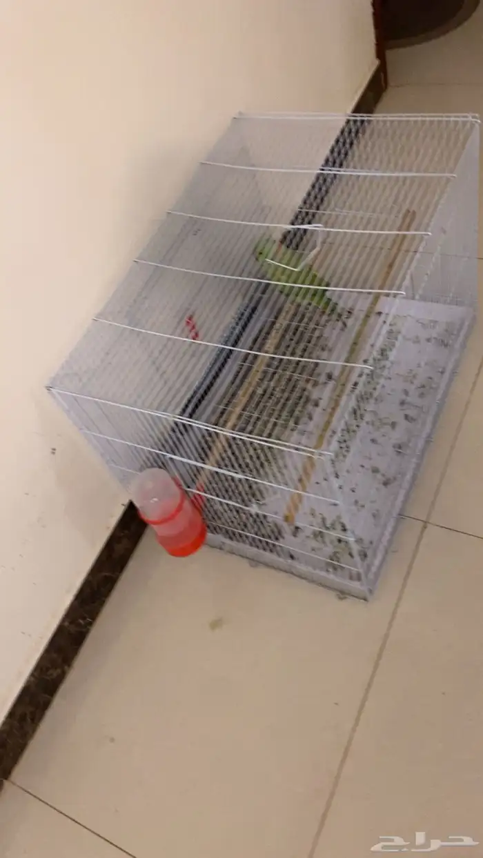 بغبغا 3