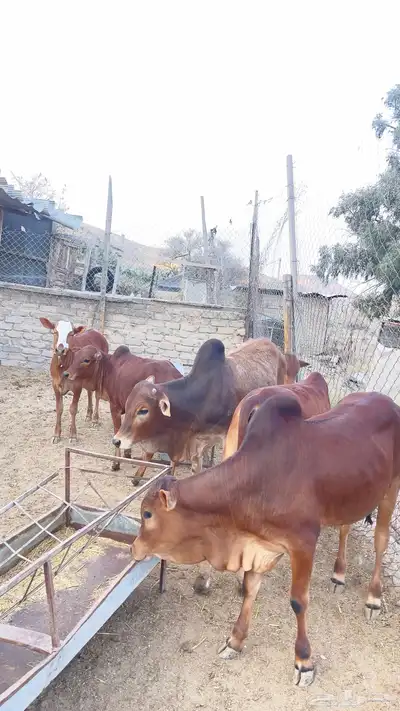 حسلان فل شحم 0