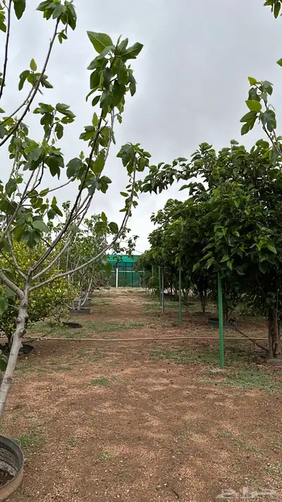 استراحة مع مزرعة 3