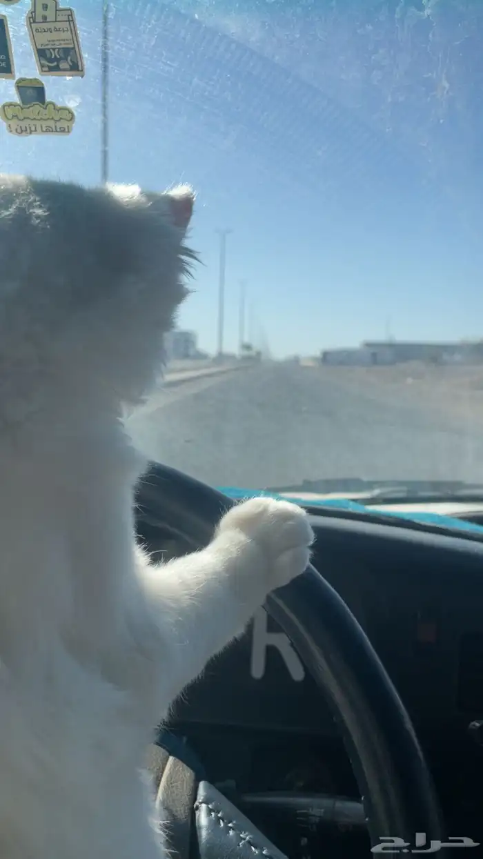 قط فرنسي 3