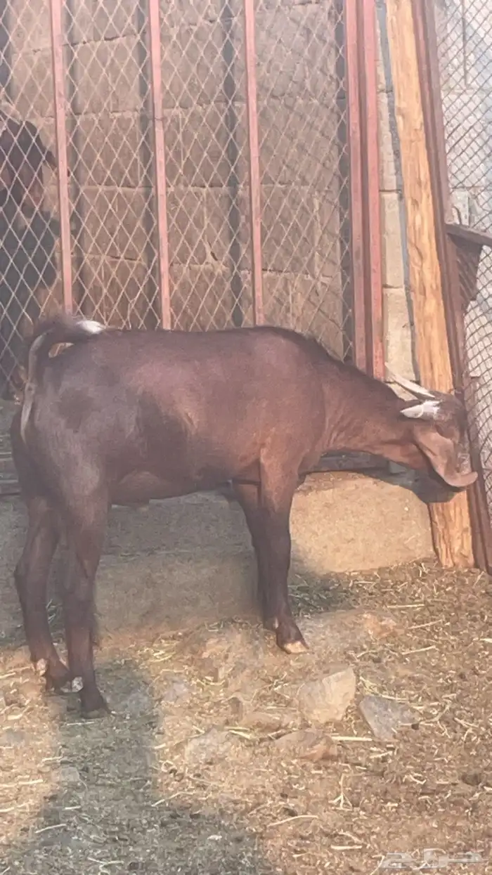 تيس كلهاري ادهم ( تم البيع ) 1