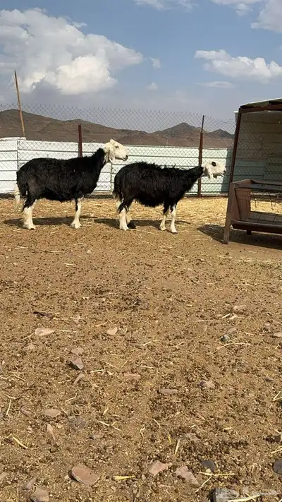 تم البيع الله يبارك له 0