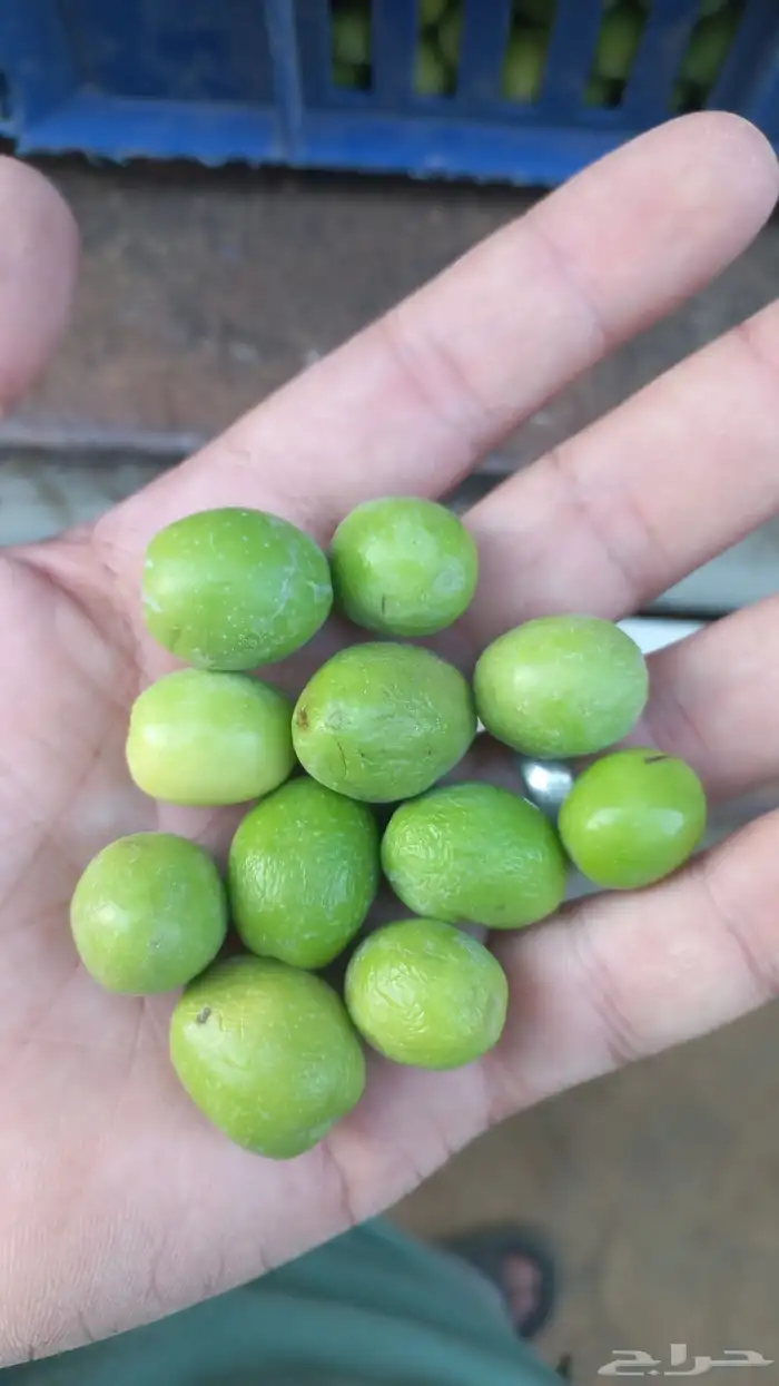 يحي المعلمي تقاطع الستين 27