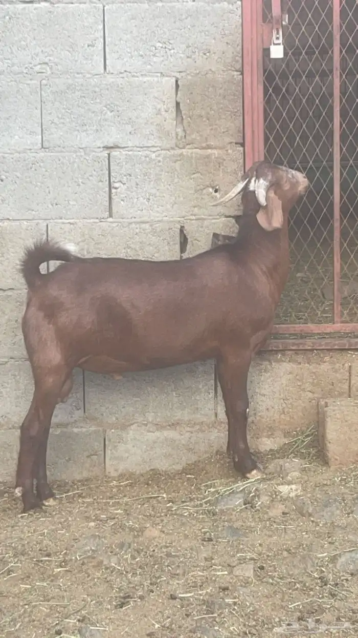 تيس كلهاري ادهم ( تم البيع ) 2