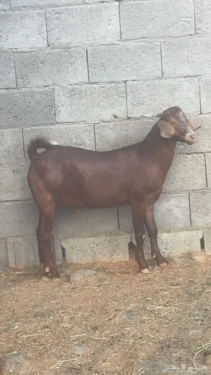 تيس كلهاري ادهم ( تم البيع ) 0