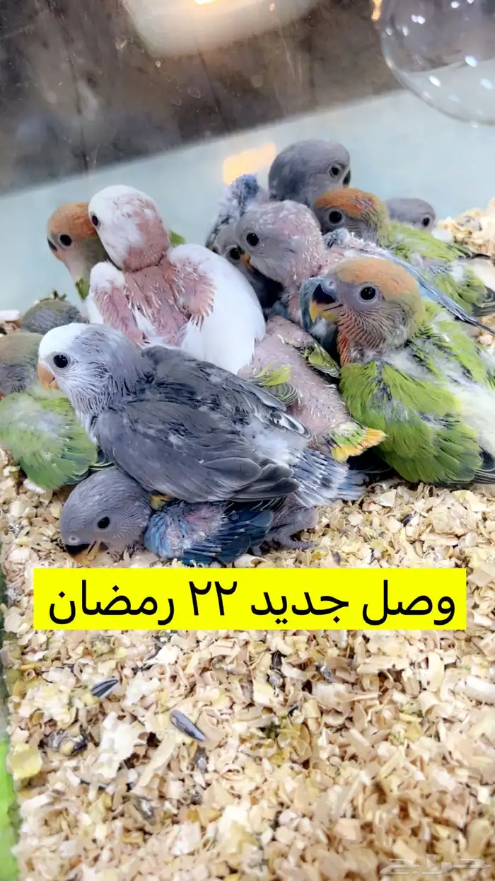 متوفر فروخ كنيور   دره هندي   روز   كروان 1