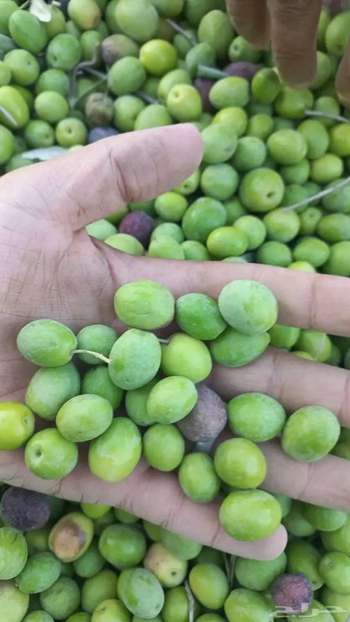 يحي المعلمي تقاطع الستين 25