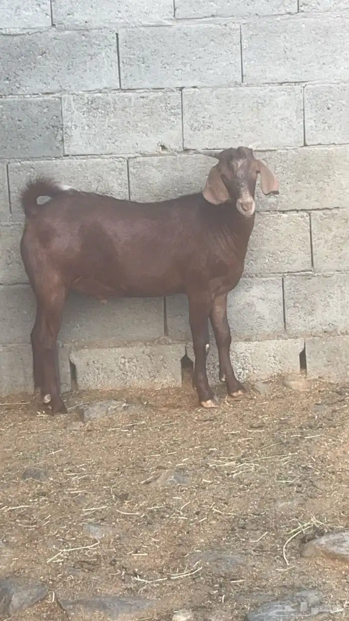 تيس كلهاري ادهم ( تم البيع ) 3